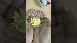 Yellow stamens Pollen Grains youtubeshorts stockingflowers diy craft [upl. by Allegna]