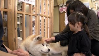 El perro más fiel de Japón El Akita Inu [upl. by Menides]