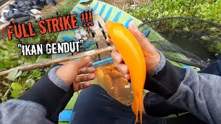 HASIL AKHIR MANCING DI BULAN PUASA IKANNYA GENDUT GENDUT‼️  mancing ikan red devil saguling terbaru [upl. by Jarus727]