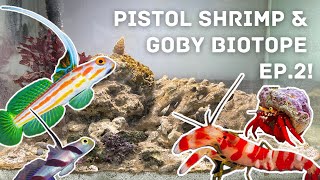 Pistol shrimpgoby quotbiotopequot pico marine tank  Ep 2 water equipment and first inhabitants [upl. by Golub695]