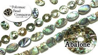 About Abalone [upl. by Thompson]