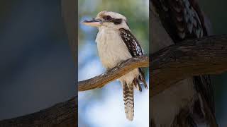 Laughing Kookaburra Dacelo novaeguineae  Observed in Description [upl. by Herwig761]