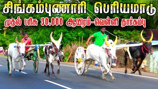 சிவகங்கை மாவட்டம் சிங்கம்புணாரி பெரியமாடு04112023 [upl. by Yssac]