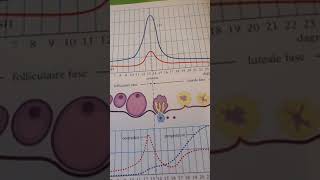 Hormonen menstruatiecyclus uitleg [upl. by Anaylil]