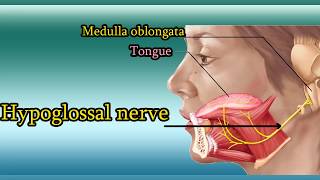 Hypoglossal nerve Test  XII Cranial Nerve functions and examination [upl. by Haymes]