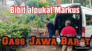 Bibit alpukat 🥑 Markus di kirim ke banjarpatoman Jawa Barat [upl. by Hillari]