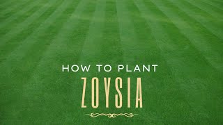 How To Plant Zoysia  The StepByStep Guide to plugs [upl. by Neelyt119]