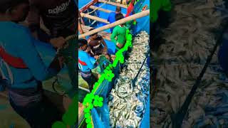 Kerala sea fishingytshorts villagefish trendingshorts trendingvideo [upl. by Dranik125]