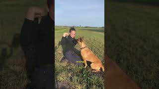 Hund soll Geld suchen Wie gehts😇 hund hundesport dogsport dog malinois [upl. by Culhert75]