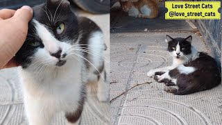 An Affectionate Cat in a Tuxedo Has Lost His Tail  Feeding Homeless Cats  Love Street Cats [upl. by Nnawaj]