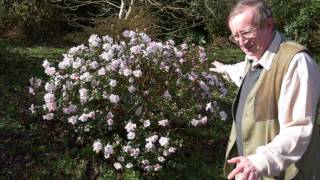 Rhododendron Care  Burncoose Nurseries [upl. by Nomed]