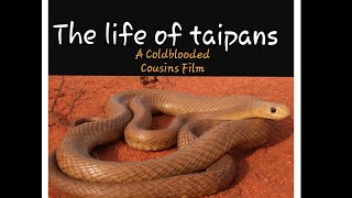 The life of taipans  The worlds most venomous snakes [upl. by Walli179]