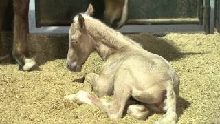 AllNew Foal Training Series from Clinton Anderson [upl. by Ayamahs]