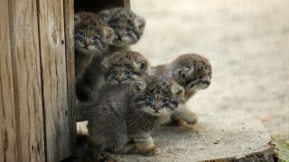 Funny Pallass cat kitten explores the world [upl. by Hearn360]