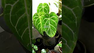 Anthurium crystallinum prebooking available anthuriumcrystallinum plants [upl. by Leirbma666]