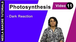 Photosynthesis  NEET  Dark Reaction  Neela Bakore Tutorials [upl. by Stedman393]