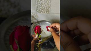 গোলাপ চা বানালাম বাড়িতে l Rose tea ☕ 🌹 minivlog shorts viralvideo bengalivlog [upl. by Melleta871]