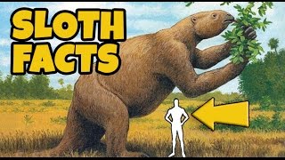 10 Interesting Facts About Sloths [upl. by Holman]