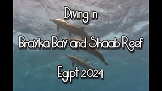 Diving in Brayka Bay and Shaab Reef  Mars Alam Egypt 2024 Reefs Seahorse Turtle and Dolphins [upl. by Aramoiz421]