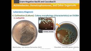 Acinetobacter and Stenotrophomonas [upl. by Alleber929]