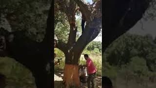 Come si ricava il sughero da un albero  Working cork tree [upl. by Summer23]