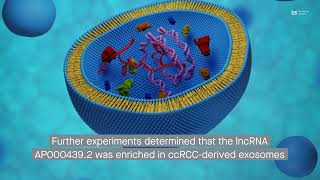 Clear cell renal cell carcinoma The exosomal lncRNA AP0004392 induces M2 macrophage polarization [upl. by Aelak]