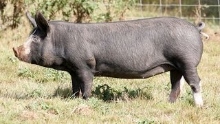 All pig breeds list from A to Z [upl. by Gilda]