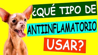 Antiinflamatorios en Mascotas ¡Los Trucos que Nadie te Cuenta [upl. by Eselahs]