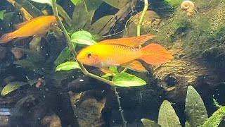 Apistogramma Agassizii Fire Red [upl. by Ernesto]