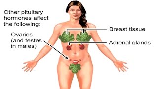 How Does Pituitary Gland Work Hormones of Hypophysis Functions amp Disorders Animation TSH FSH Video [upl. by Yenruoj]