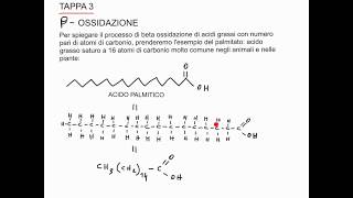 CORSO DI BIOCHIMICA  LEZIONE 30 DI 47  CATABOLISMO DEGLI ACIDI GRASSI  PARTE 3 [upl. by Cherlyn]