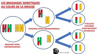 Méiose et brassages génétiques inter et intra chromosomiques crossing over [upl. by Tadeo]