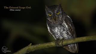 Oriental Scops owl [upl. by Tips597]