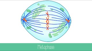 Mitosis and Cytokinesis [upl. by Matelda]