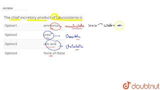 The chief excretory product of Leucosolenia is [upl. by Witty]