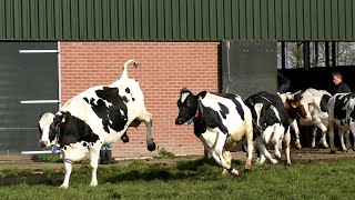 Het is lente Weidegang koeien weer naar buiten Koeiendans [upl. by Rafaellle]