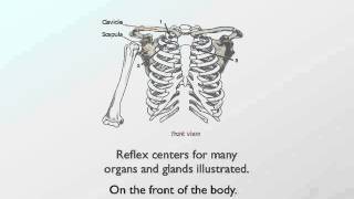 Chapmans Neurolymphatic Reflexes Ebook [upl. by Ardnahcal]