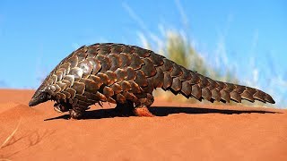 Pangolin  lanimal le plus braconné du monde  ZAPPING SAUVAGE [upl. by Enawtna693]