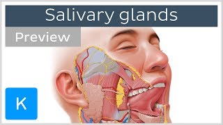 Salivary glands structure and functions preview  Human Anatomy  Kenhub [upl. by Aridan]