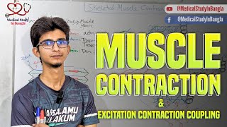 Skeletal muscle contraction physiology in bangla  Excitation contraction coupling [upl. by Eustache420]