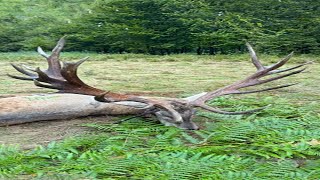 Giant Red Stag from Carpathians  Hochkapitale Rothirsch von Karpathen  Romania hunting redstag [upl. by Remmus]