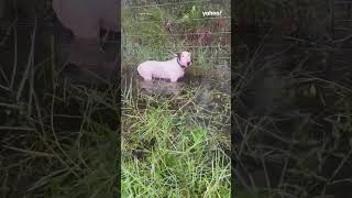 Moment tied up dog rescued ahead of Hurricane Milton in Florida  shorts yahooaustralia [upl. by Edwina127]