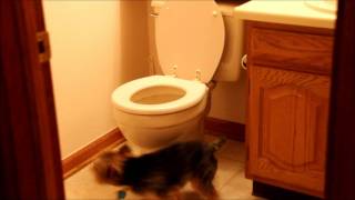 Cute Yorkie flips out at toilet ORIGINAL [upl. by Downes]