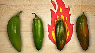 Why some jalapeños are SO much spicier than others [upl. by Vassaux]