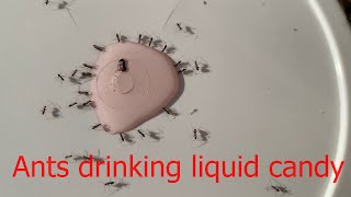 Ants drinking liquid candy ants drinking liquid anime shortvideo [upl. by Calder837]