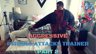 Aggressive Pitbull Attacks Trainer Part 2 [upl. by Hareemas]