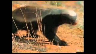 Honey Badger Narrates El Loco Antipáticoburro Tejon de Miel original narración de Randall [upl. by Morton]