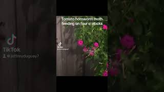 Tomato Hornworm Moth Feeding moth fouroclocks flowers [upl. by Muirhead116]