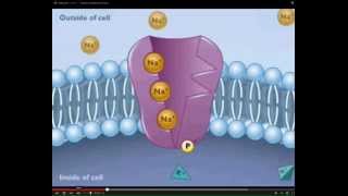 LECTURE Introduction to Resting Membrane Potential and Active Processes of the Cell [upl. by Antonin]