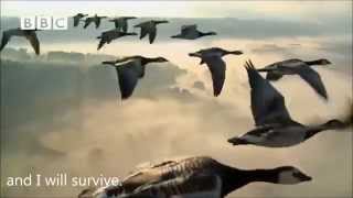 Arrival of the Birds amp Transformation Movie and Story [upl. by Mcmath]